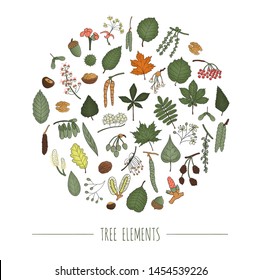 Vector set of colored tree elements isolated on white background framed in circle. Colorful pack of birch, maple, oak, rowan, chestnut, hazel, linden, alder, leaves. Cartoon style forest concept