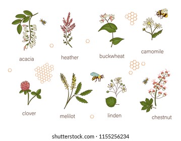 Vector set of colored wild flowers. Illustration of honey flowers with bee, bumblebee, honeycombs. Colorful collection of acacia,heather,chamomile,buckwheat,clover,melilot,chestnut,willow