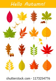 Vector set of colorful autumn fall leaves and berries. Forest design elements with oak, maple, ginko, ash, linden, chestnut, poplar, acorn, sea ​​buckthorn, eucalyptus. Silhouette icons set.