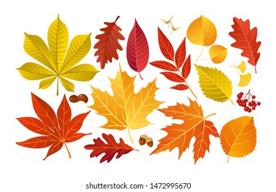 Vector set of colorful autumn fall leaves and berries. Isolated forest elements with oak, maple, ginko, ash, chestnut, poplar, acorn, rowan tree leaf. Leaves for seasonal holiday greeting card design