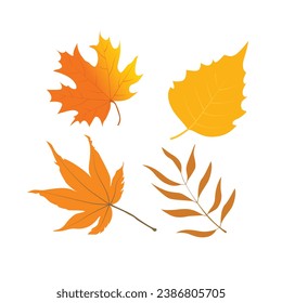 Vector set of colorful autumn leaves of different trees. Autumn leaves with different shapes and colors. Autumn illustration for postcard, books, magazine, fabric, textile. Yellow leaf, red leaf.