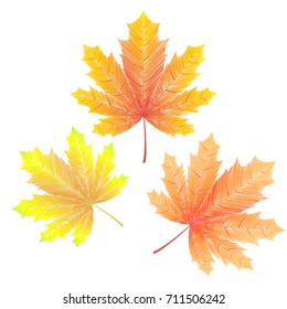Vector set of colorful autumn maple leaves isolated on the white background. Fallen hand drawn maple leaf. Clip art.