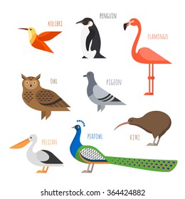 Vector set of Colorful bird icons. Owl, hummingbird, pigeon and penguin 