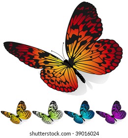 Vector set of colorful butterflies sitting on the surface  isolated on white background.