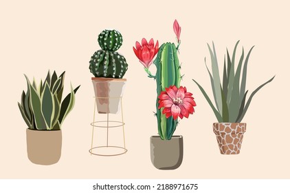 Vector set of colorful cactus plants in colored pots. Exotic and Tropical Plants - Cacti for design isolated on white background. Hand drawn cactus illustrations for design.