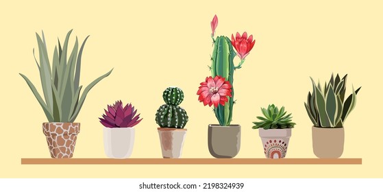 Vector set of colorful cactus plants in colored pots. Exotic and Tropical Plants - Cacti for design isolated on white background. Hand drawn cactus illustrations for design.