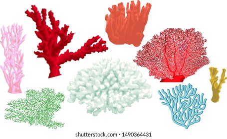 vector set of colorful corals