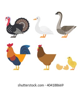 Vector set of Colorful farm bird icons. 