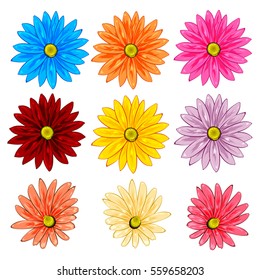 Vector set of colorful gerbera flowers isolated on a white background.