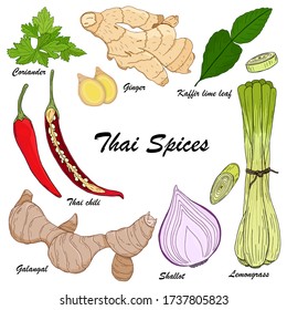 Vector set of colorful hand drawn different Thai spices isolated on white background. Thai cuisine