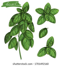 Vector Set With Colorful Illustration. Basil Plant