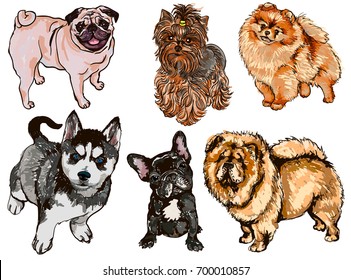 Vector set of colorful illustrations with dogs of different breeds