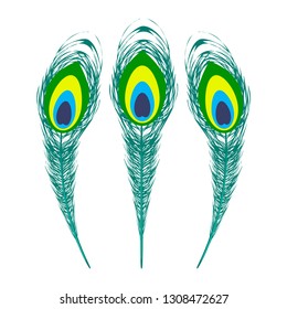 Vector Set of Colorful Peacock Feathers Isolated on White Background