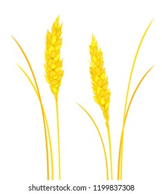 Vector set of colorful, realistic, isolated wheat and rye spikelets on white background. Illustration for design.