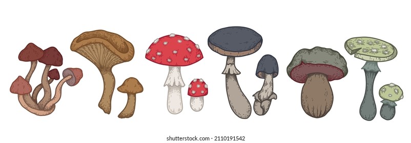 Vector set of colorful sketches of various poisonous mushrooms with hatching. Amanita and false mushrooms. Natural clipart for logos and labels. Contour drawing of dangerous fungus.