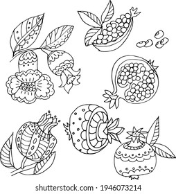 Vector set of coloring pages of pomegranate, slices, seeds and flowers of pomegranate tree.