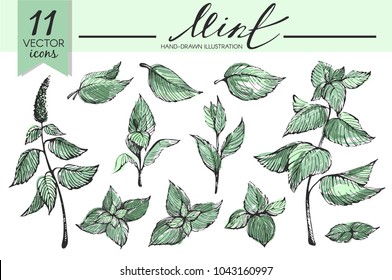 Vector set with colotful mint