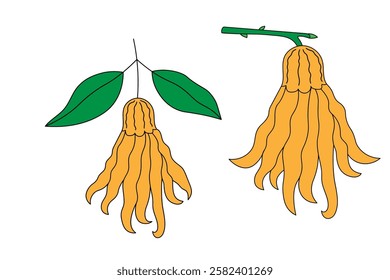 Vector set with colour botanical illustration with Citron palmate on isolated background. Hand drawn South African plants Buddha's Hand for logo, label. Food, oriental symbol, Chinese fruit, medical