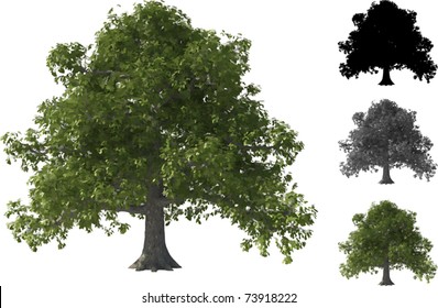 Vector set of Common Oak Trees