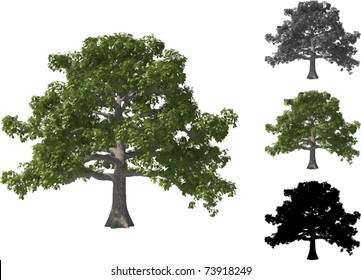 Vector set of Common Oak Trees