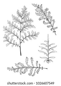 Vector set of complex leaves outlines
