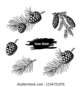 Vector set with with coniferous branches.  Botanical illustration. Vintage style.