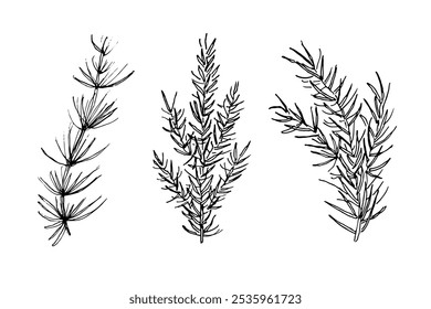 Vector set with coniferous branches, spruce, fir tree. Hand drawn ink festive winter plants for design. Elements for congratulations on holidays, invitations, New Year, Christmas, cards, poster, flyer