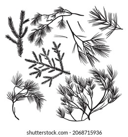 Vector set of coniferous trees