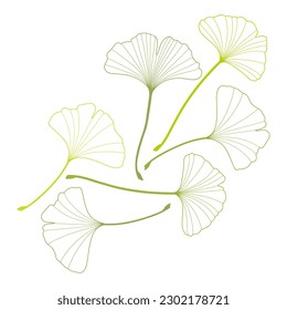 Vector set of contour green leaves. Ginkgo Biloba. isolated on white background