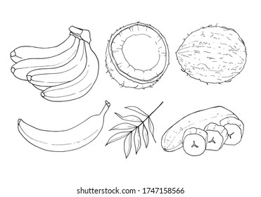 Vector set of contours of bananas and coconuts. Element for coloring pages.