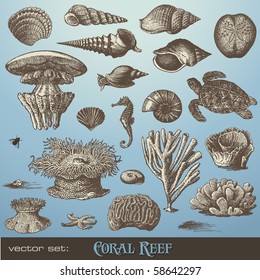 vector set: coral reef - variety of sea-design elements including different corals, shells and animals