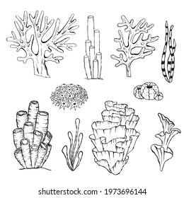 Vector set of corals. Outline sea elements are isolated on white. Beautiful underwater flora and fauna. Aquarium, ocean, and undersea algae water life in hand-drawn or cartoon style.