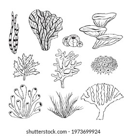 Vector Set Corals Outline Sea Elements Stock Vector (Royalty Free ...