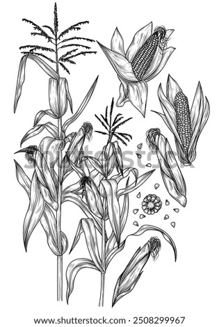 Vector set of corn on stalks, corn cobs and grains in engraving style Stock photo © 