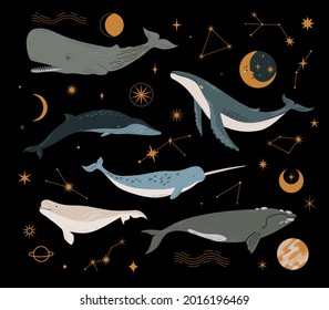 Vector set with cosmic whale, planets, stars and constellation. Different types of whale