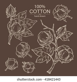 Vector set: cotton. hand drawn