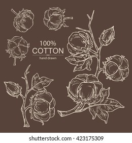 Vector set: cotton. hand drawn