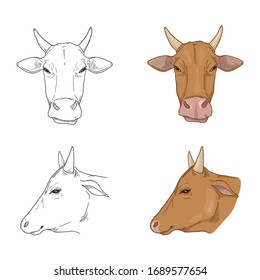 Vector Set of Cow Head Illustrations. Cartoon and Sketch