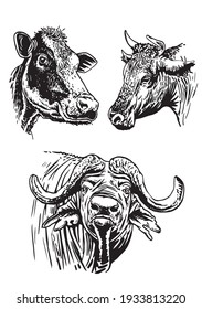 Vector set of cows and bulls isolated on white background, domestic animals,graphical elements