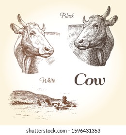 Vector set of cows landscapes graphic illustrations. Vintage style