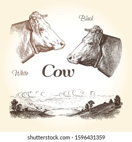 Vector set of cows landscapes graphic illustrations. Vintage style