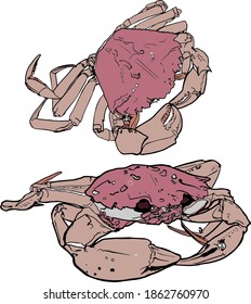 Vector Set of crabs illustration, sea inhabitants, delicacy. Element, preparation for designers, logo, icon,