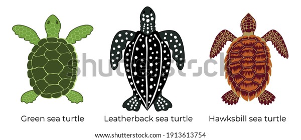 Vector set of critically endangered sea turtles.\
Three colored icons of the hawksbill sea turtle, green sea turtle\
and leatherback sea\
turtle