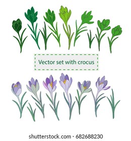 Vector set with crocus (isolated)