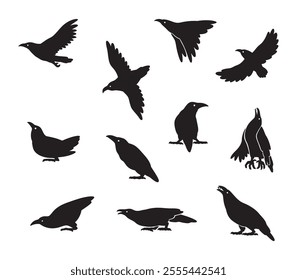 vector set of crow difference poses isolated on white background.