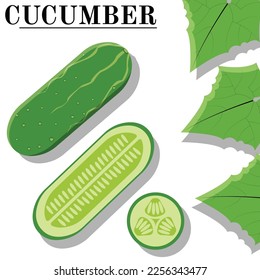 vector set of cucumber with green color, for teaching, illustration, banner, flyer, and other comercial use