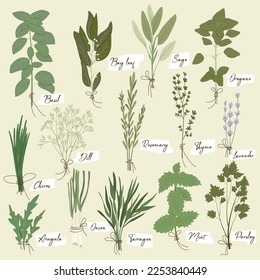 Vector set of culinary herbs: basil, bay leaf, rosemary, thyme, oregano, chives, mint, parsley, dill, onion, and other. Stylish flat illustration with textures. Botanical garden herbs illustration.