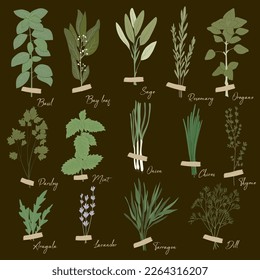 Vector set of culinary herbs: basil, bay leaf, rosemary, thyme, oregano, chives, mint, parsley, dill, onion, and other. Stylish flat illustration with textures. Botanical garden herbs illustration.