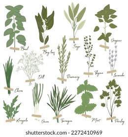 Vector set of culinary herbs: basil, bay leaf, rosemary, thyme, oregano, chives, mint, parsley, dill, onion, and other. Stylish flat illustration with textures. Botanical garden herbs illustration.