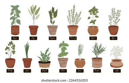 Vector set of culinary herbs in cerramic (terracota) pots: basil, bay leaf, rosemary, thyme, oregano, chives, mint, parsley, dill, onion, and other. Botanical garden herbs illustration.